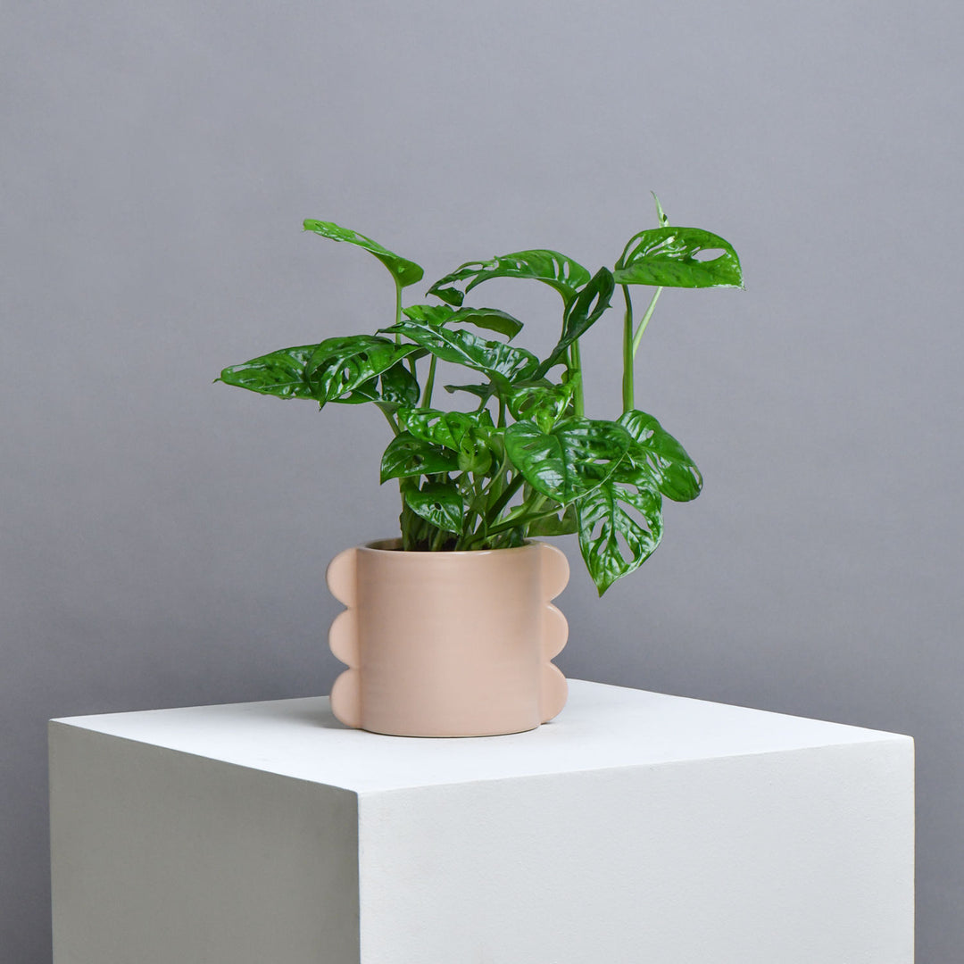 Monestra Oblique Moss Stick Plant in Elegant Ceramic Pot