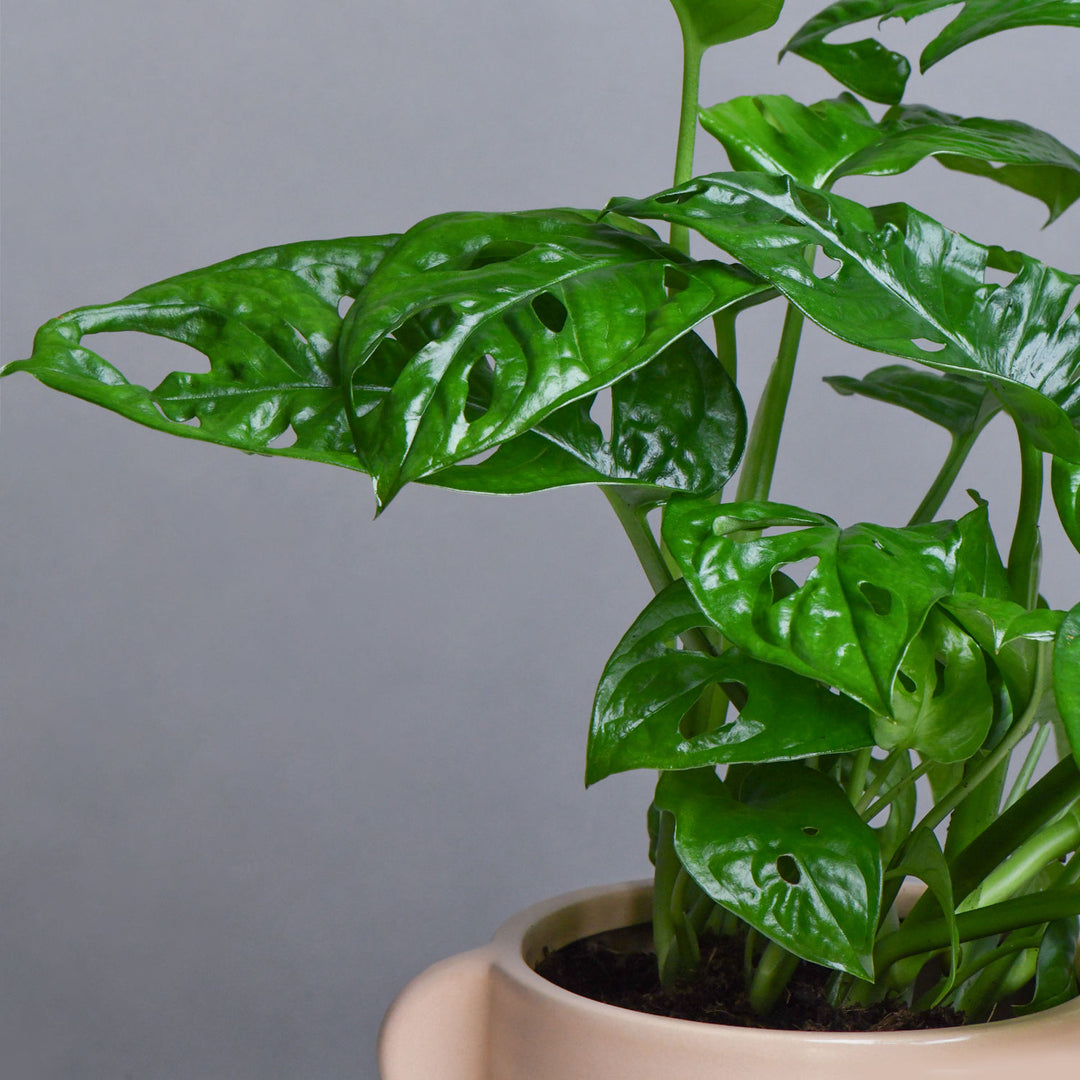 Monestra Oblique Moss Stick Plant in Elegant Ceramic Pot