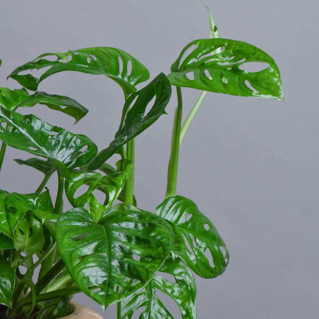 Monestra Oblique Moss Stick Plant in Elegant Ceramic Pot