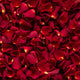 Premium Fresh Red Rose Petals - Half Kg