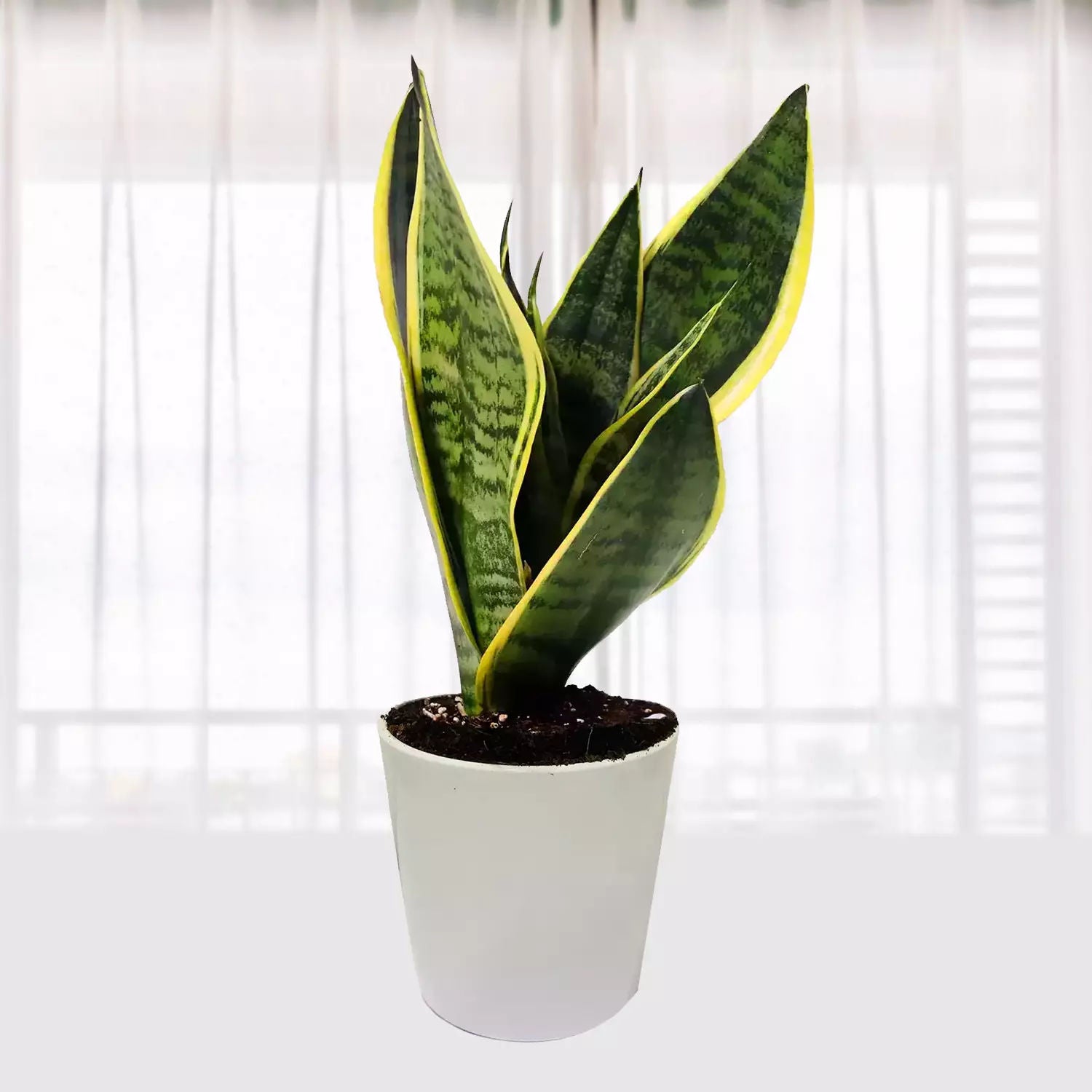 Sansevieria Plant In Pot
