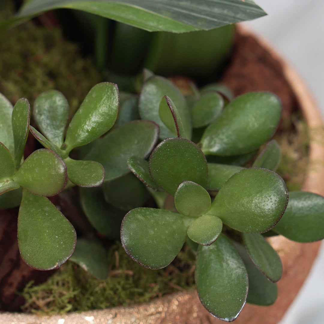 Elegant Surprise Plants in a Decorative Golden Pot